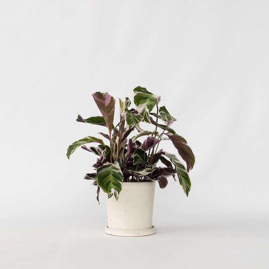 Calathea Korbmarante - Calathea Lietzei 'White Fusion' - Höhe 30-40Cm - ⌀14Cm