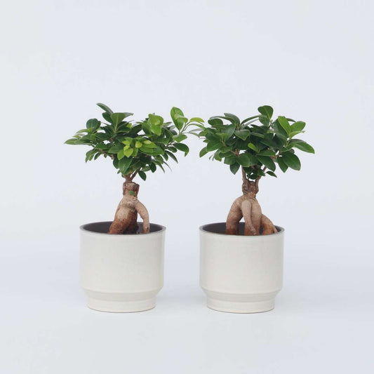 Other Green Houseplants Bonsaibaum - 4 Stk - Ficus Microcarpa - Höhe 30-40Cm - ⌀12Cm