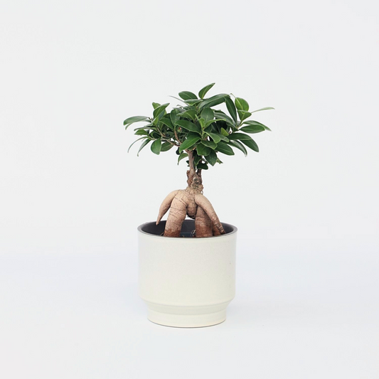 Bonsaibaum - Ficus Microcarpa - Höhe 30-40Cm - ⌀12Cm