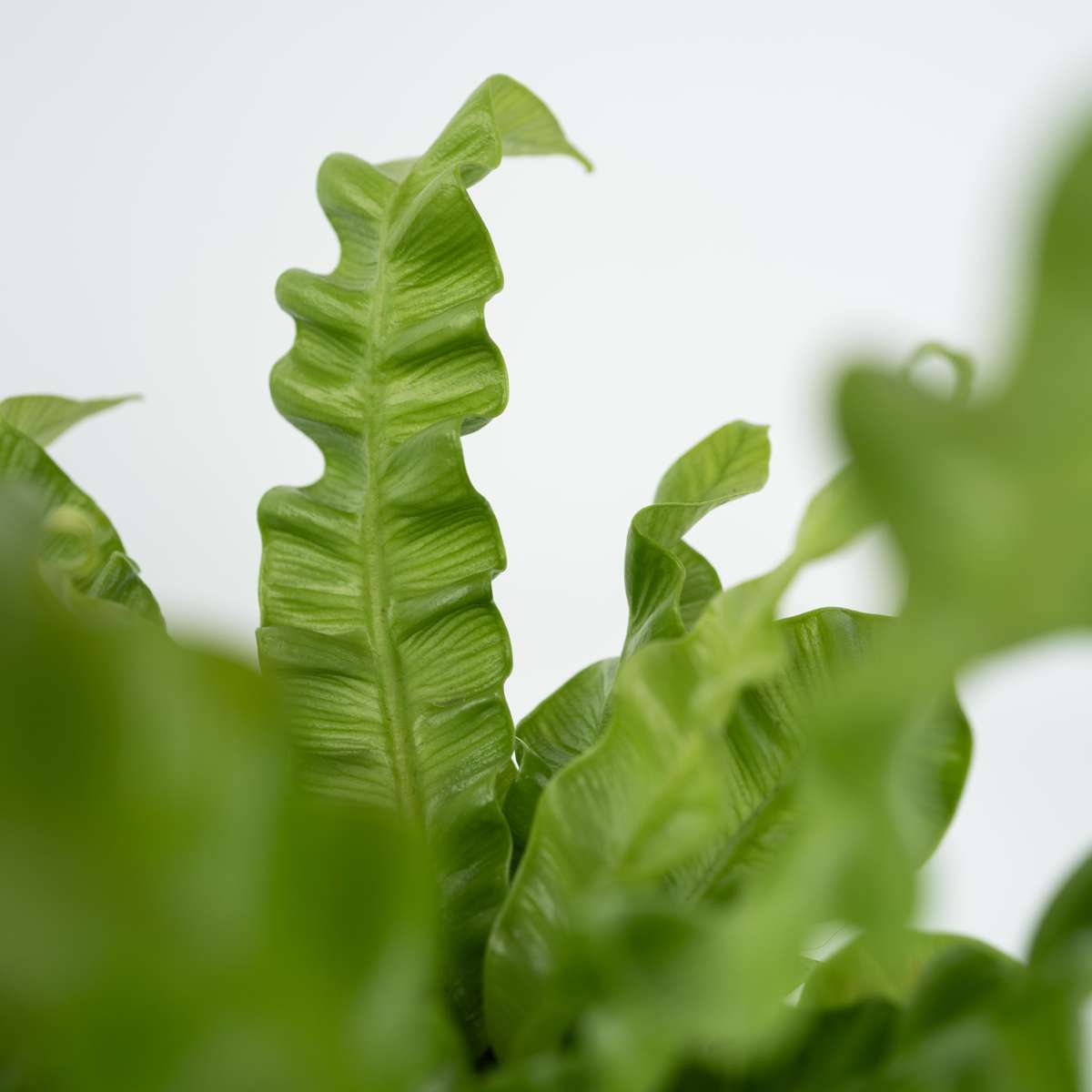 Ferns Vogelnestfarn - Asplenium Nidus 'Crispy Wave' - Höhe 25-40Cm - ⌀12Cm
