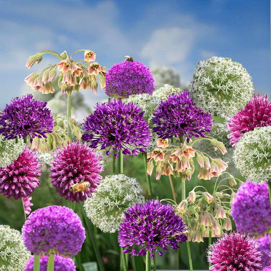 Allium Zierlauch - 80 Stk - Allium - Blumenzwiebeln - Mehrfarbig