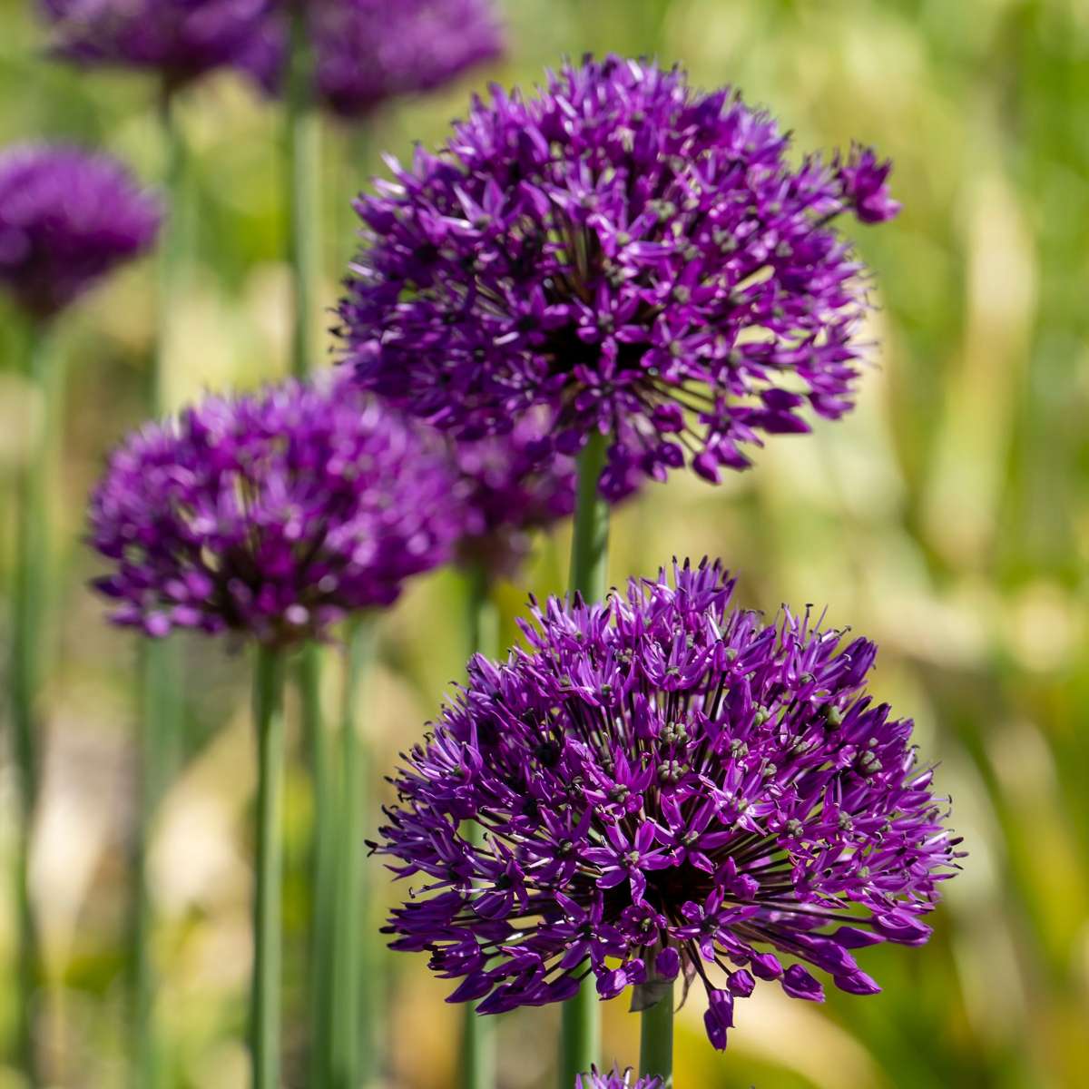 Allium Zierlauch - 80 Stk - Allium - Blumenzwiebeln - Mehrfarbig