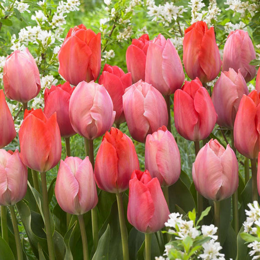 Tulip Tulpenzwiebeln - 80 Stk - Tulipa 'Salmon', 'Van Eijk' - Blumenzwiebeln - Rot