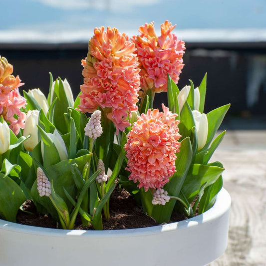 Hyacinth Hyazinthenzwiebeln - 25 Stk - Hyacinthus 'Gipsy Queen' - Blumenzwiebeln - Orange