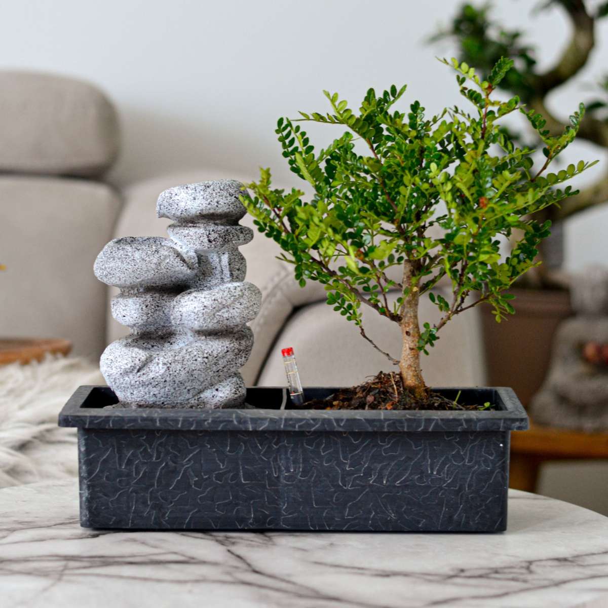 Bonsaibaume - Bonsai - Höhe 25-35Cm - ⌀29Cm