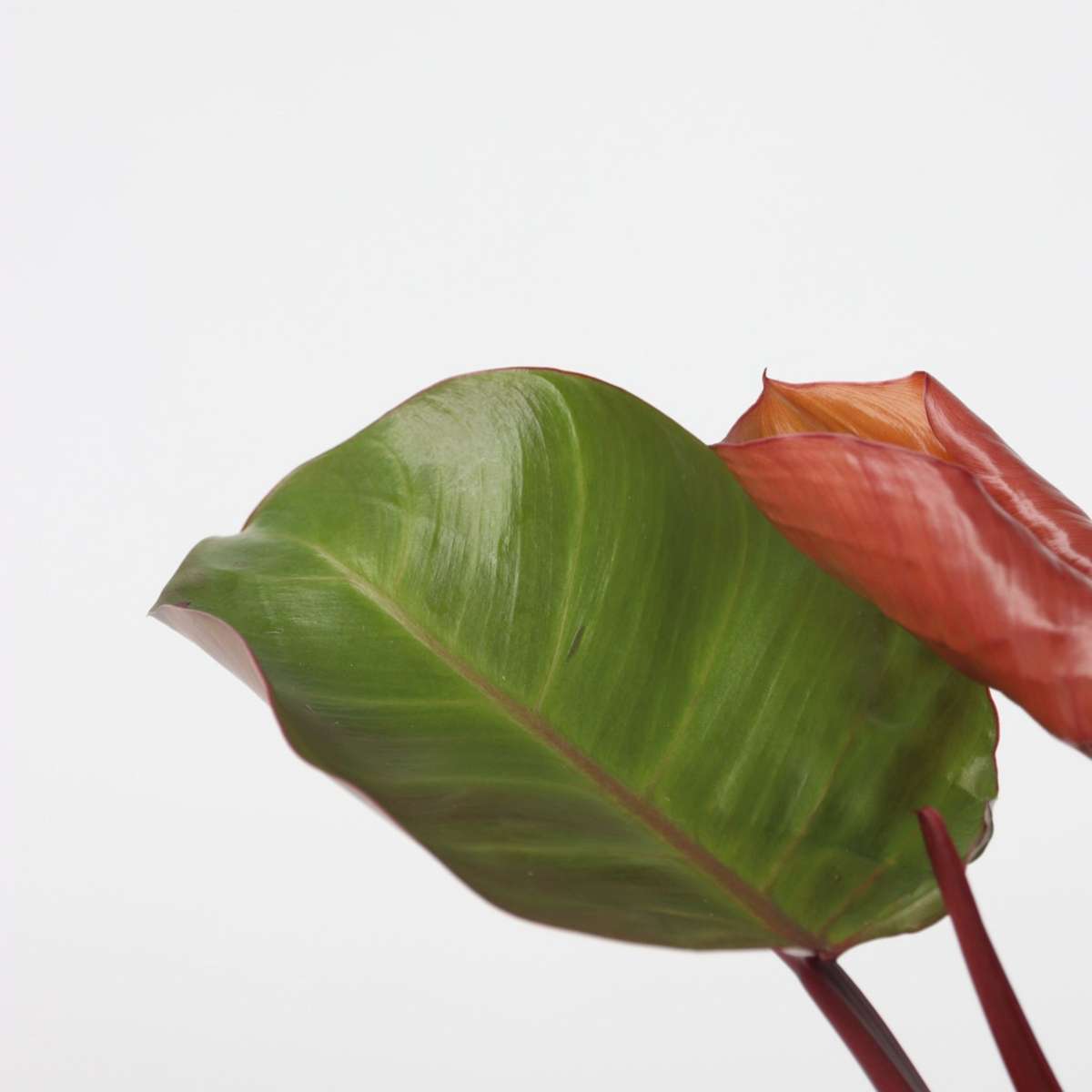 Philodendron Baumfreund - 2 Stk - Philodendron 'Sun Light' - Höhe 20-30Cm - ⌀12Cm