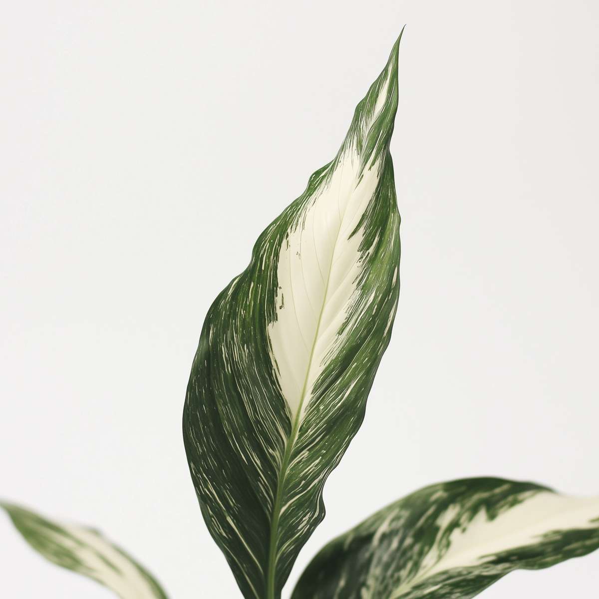 Other Green Houseplants Friedenslilie - Einblatt - Spathiphyllum 'Diamond' - Höhe 40-50Cm - ⌀12Cm