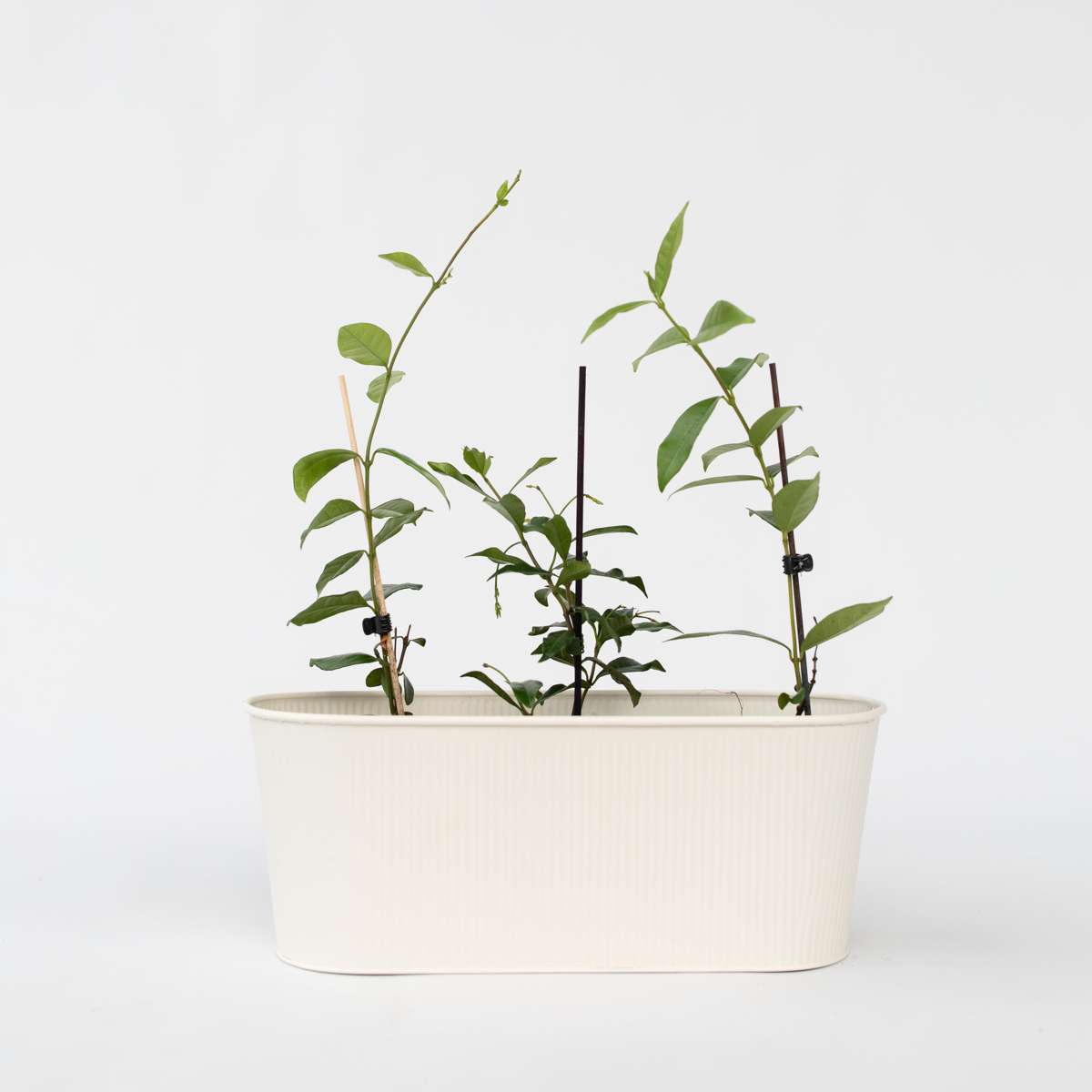 Climbers Sternjasmin - 6 Stk - Trachelospermum Jasminoides - Höhe 25-40Cm - ⌀9Cm