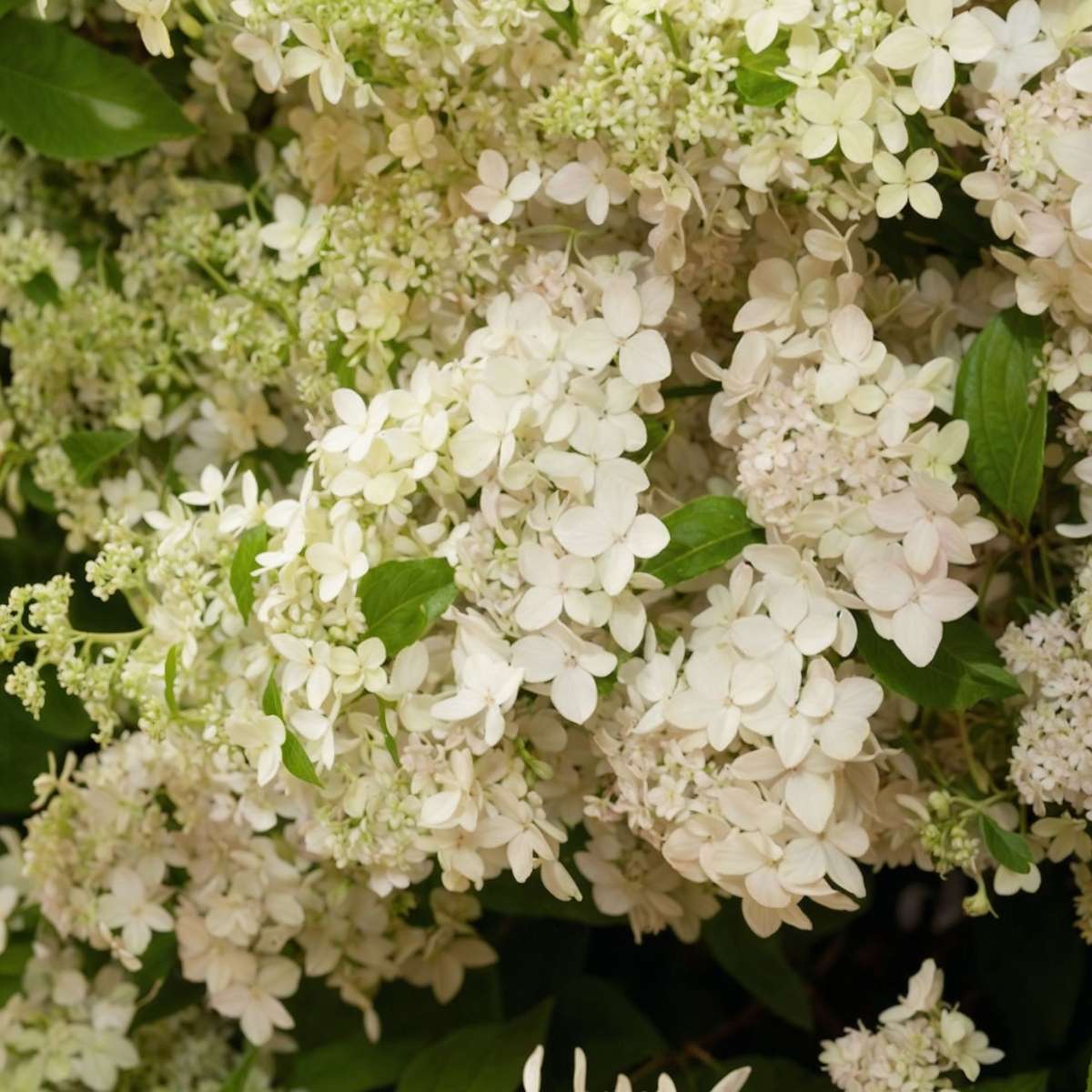 Hydrangea Hortensie - 2 Stk - Hydrangea Paniculata 'Confetti' - Höhe 25-40Cm - ⌀19Cm