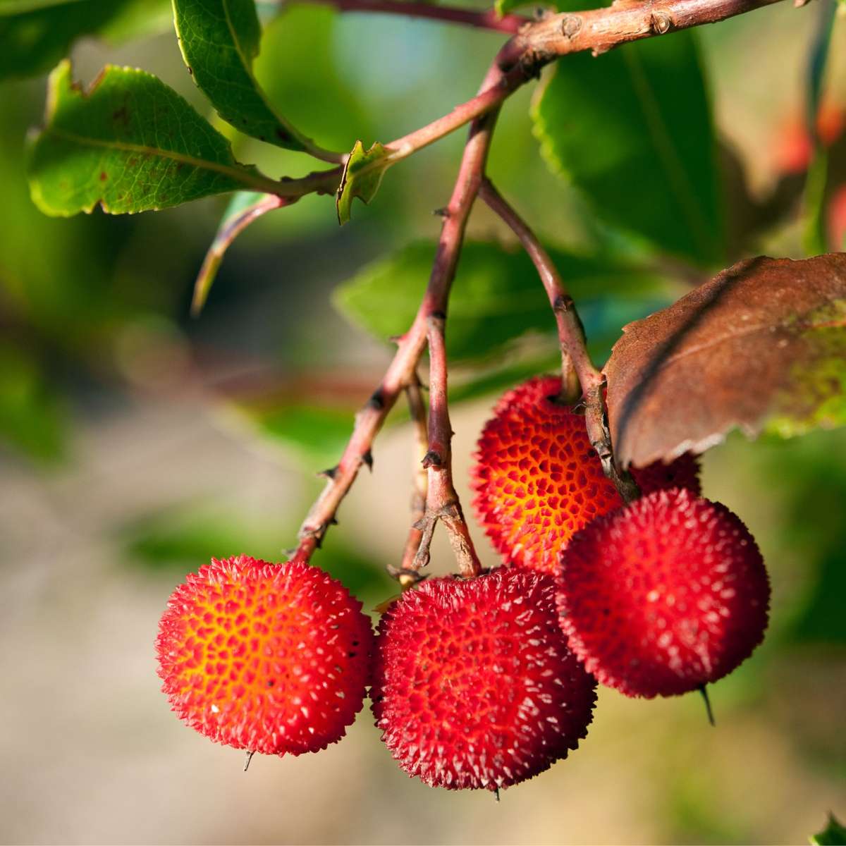 Fruit Trees Erdbeerpflanzen - 3 Stk - Arbutus 'Unedo' - Höhe 25-40Cm - ⌀9Cm