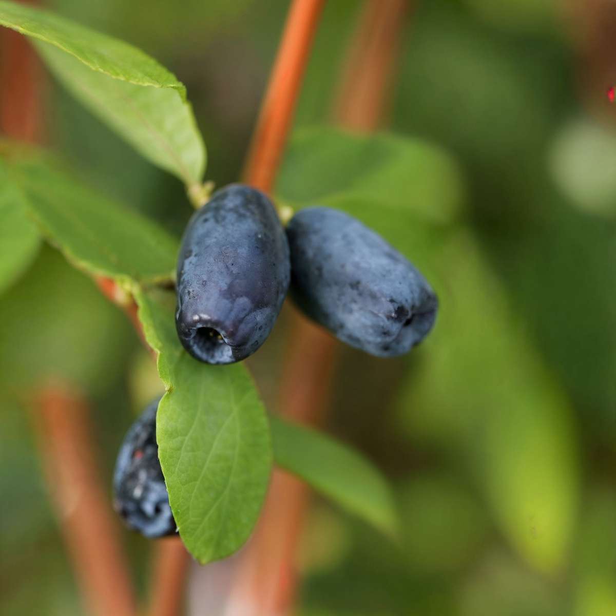 Fruit Trees Geißblatt - 3 Stk - Lonicera Kamtchatica - Höhe 25-40Cm - ⌀9Cm