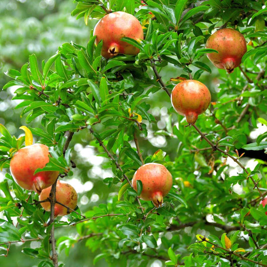 Fruit Trees Granatapfelbaum - 6 Stk - Punica Granatum - Höhe 25-40Cm - ⌀9Cm