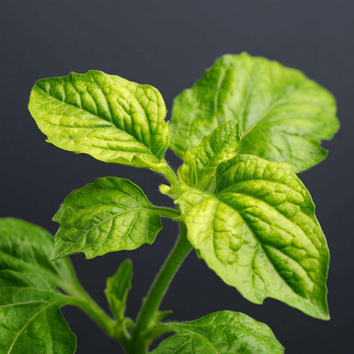 Fruit Trees Melonenbirne - 6 Stk - Solanum Muricatum 'Pepino Gold' - Höhe 25-40Cm - ⌀9Cm