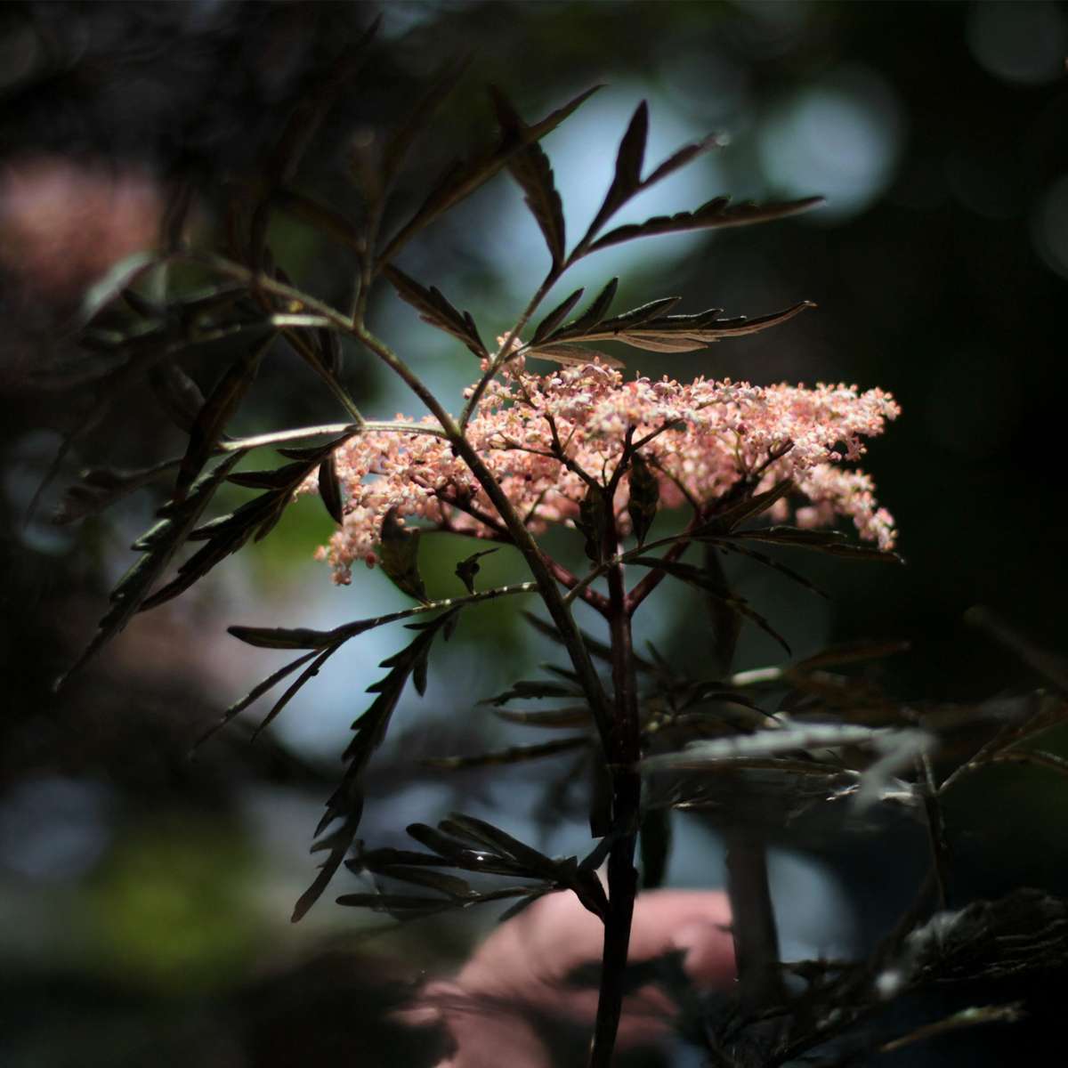 Other Shrubs Holunder - 2 Stk - Sambucus Nigra 'Black Lace' - Höhe 25-40Cm - ⌀17Cm