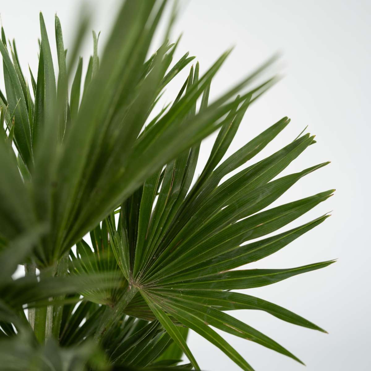 Garden Palms Vulkan Zwergpalme - Chamaerops 'Vulcano' - Höhe 45-55Cm - ⌀24Cm