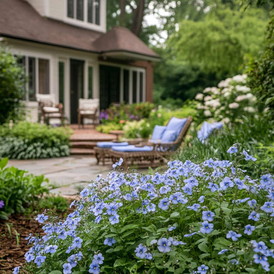 Climbers Blauer Bleiwurz - 6 Stk - Plumbago Auriculata - Höhe 25-40Cm - ⌀9Cm