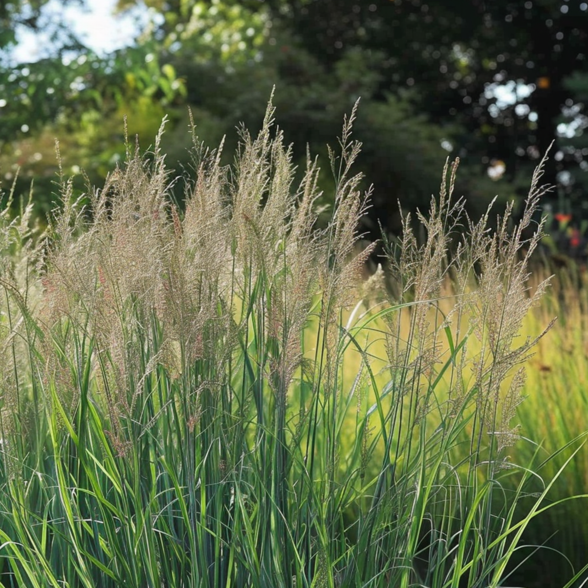 Ornamental Grasses Fingergras - 2 Stk - Panicum Virgatum 'Northwind' - Höhe 40-60Cm - ⌀23Cm