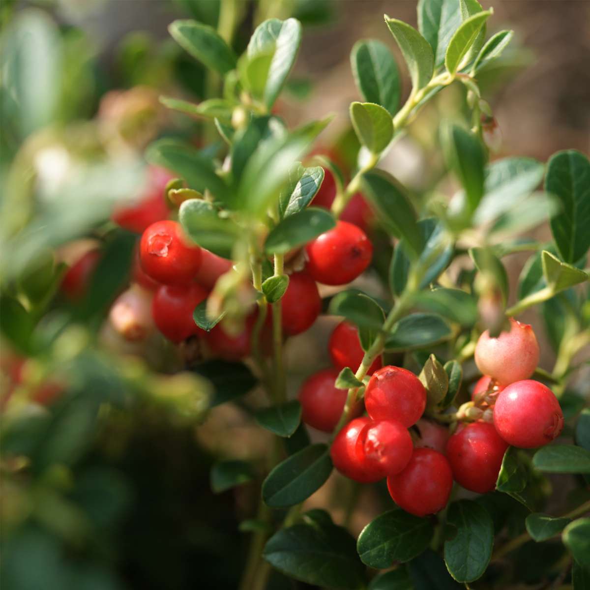 Fruit Trees Mischung Obstbüsche - 3 Stk - Actinidia, Vaccinium - Höhe 25-40Cm - ⌀9Cm