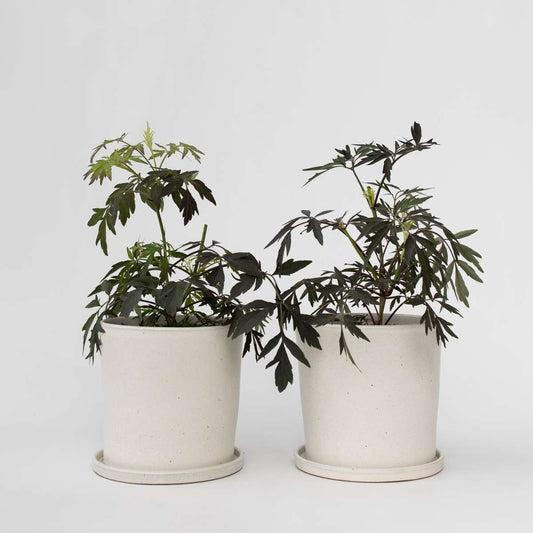 Other Shrubs Holunder - 4 Stk - Sambucus Nigra 'Black Lace' - Höhe 25-40Cm - ⌀17Cm