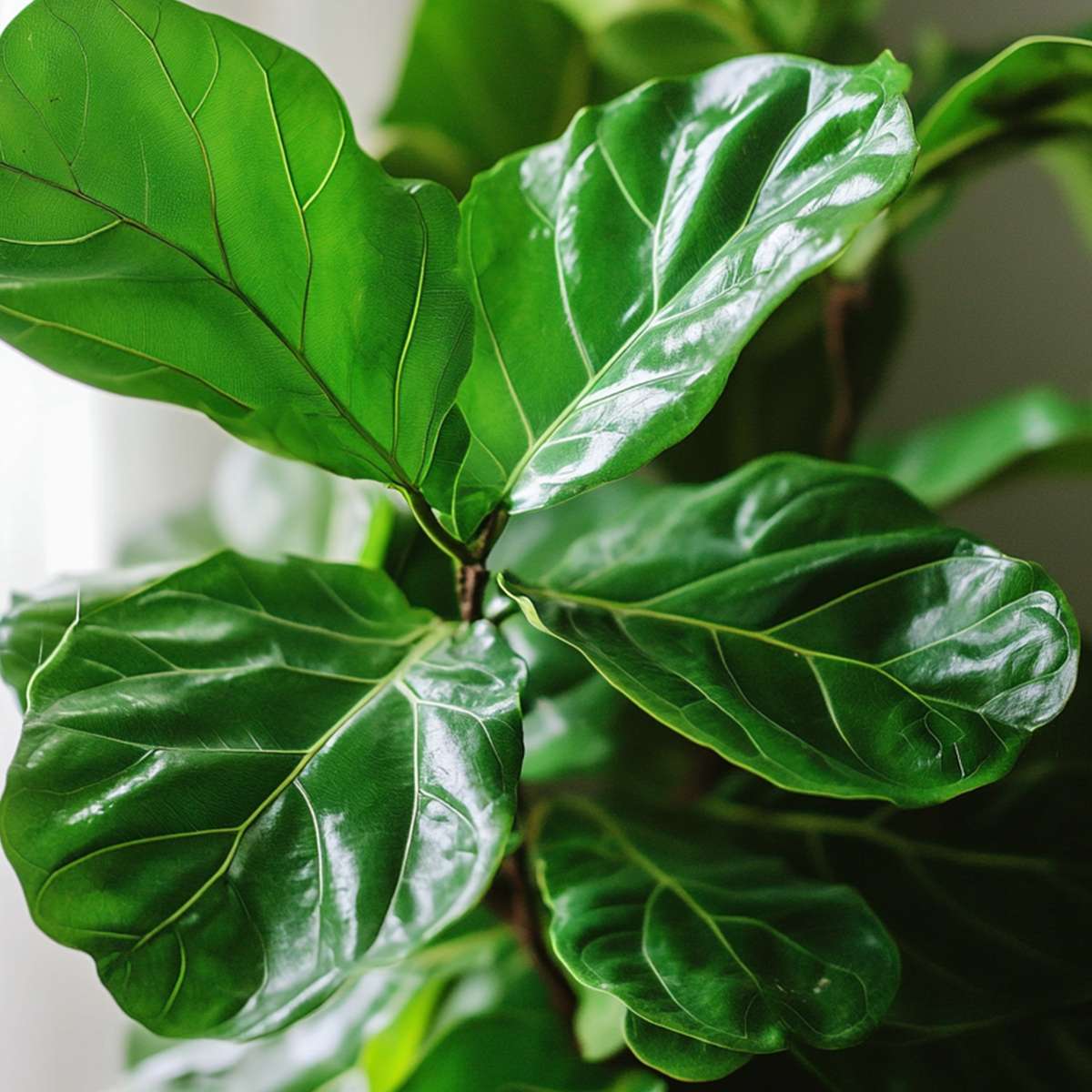 Ficus Geigenpflanze - Ficus Lyrata - Höhe 70-90Cm - ⌀21Cm