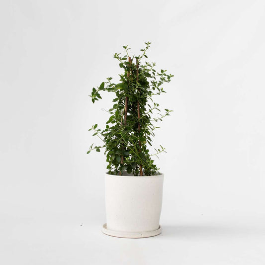 Other Garden Plants Säckelblume - Ceanothus Thyrsiflorus Repens - Höhe 60-70Cm - ⌀17Cm