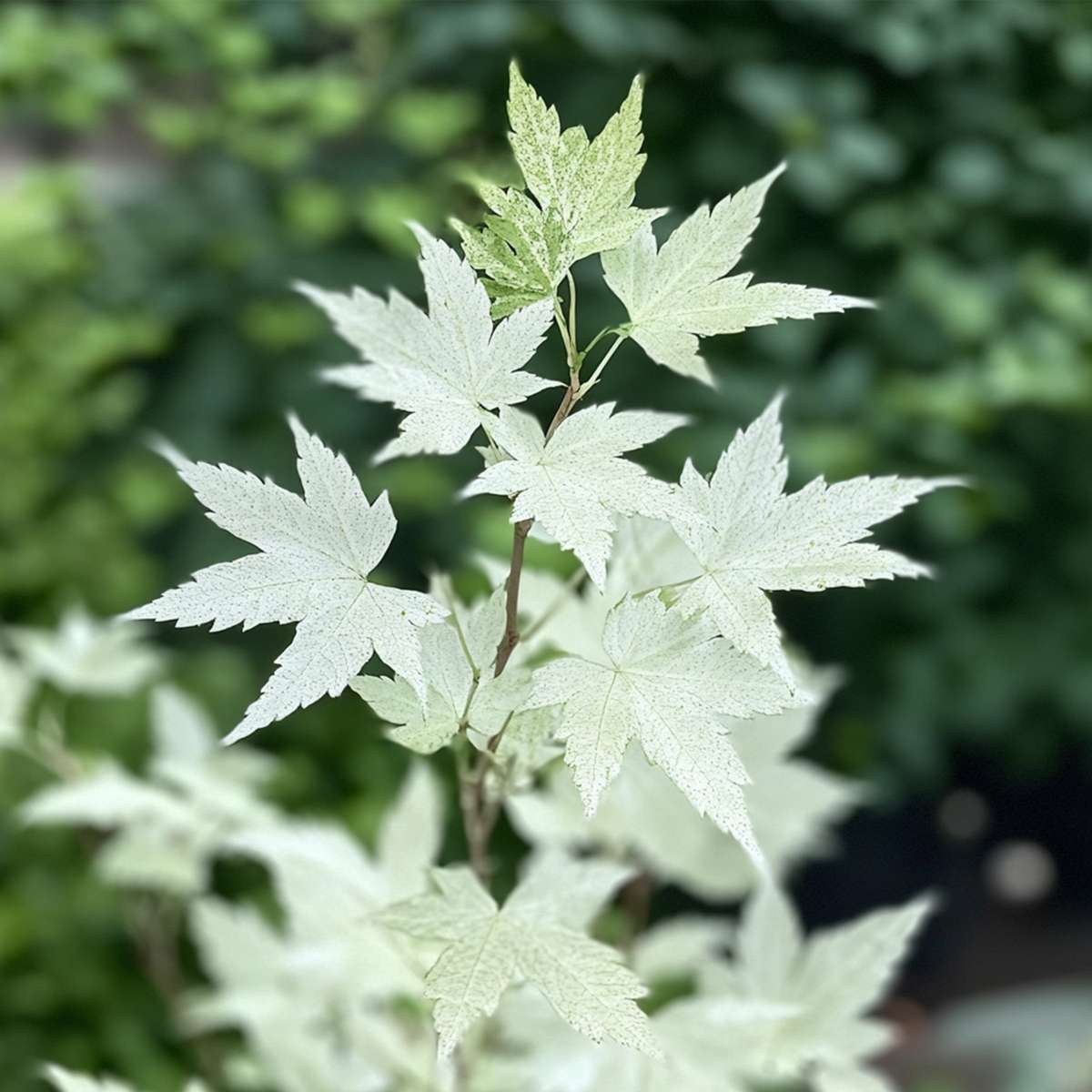 Japanese Maples Japanischer Ahorn - 2 Stk - Acer Palmatum 'Ukigumo' - Höhe 50-60Cm - ⌀19Cm