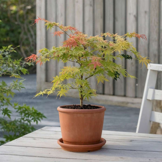 Japanese Maples Japanischer Ahorn - 2 Stk - Acer Palmatum 'Moonrise' - Höhe 40-50Cm - ⌀19Cm