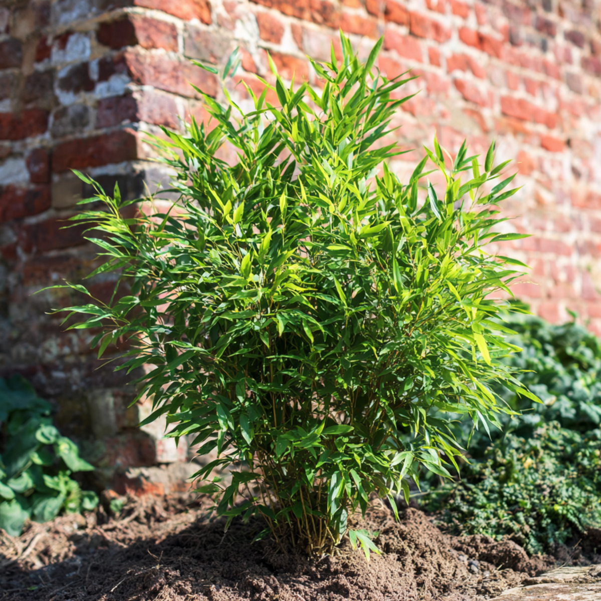 Bamboo Shrubs Bambus - 6 Stk - Fargesia Nitida 'Gansu' - Höhe 50-70Cm - ⌀17Cm