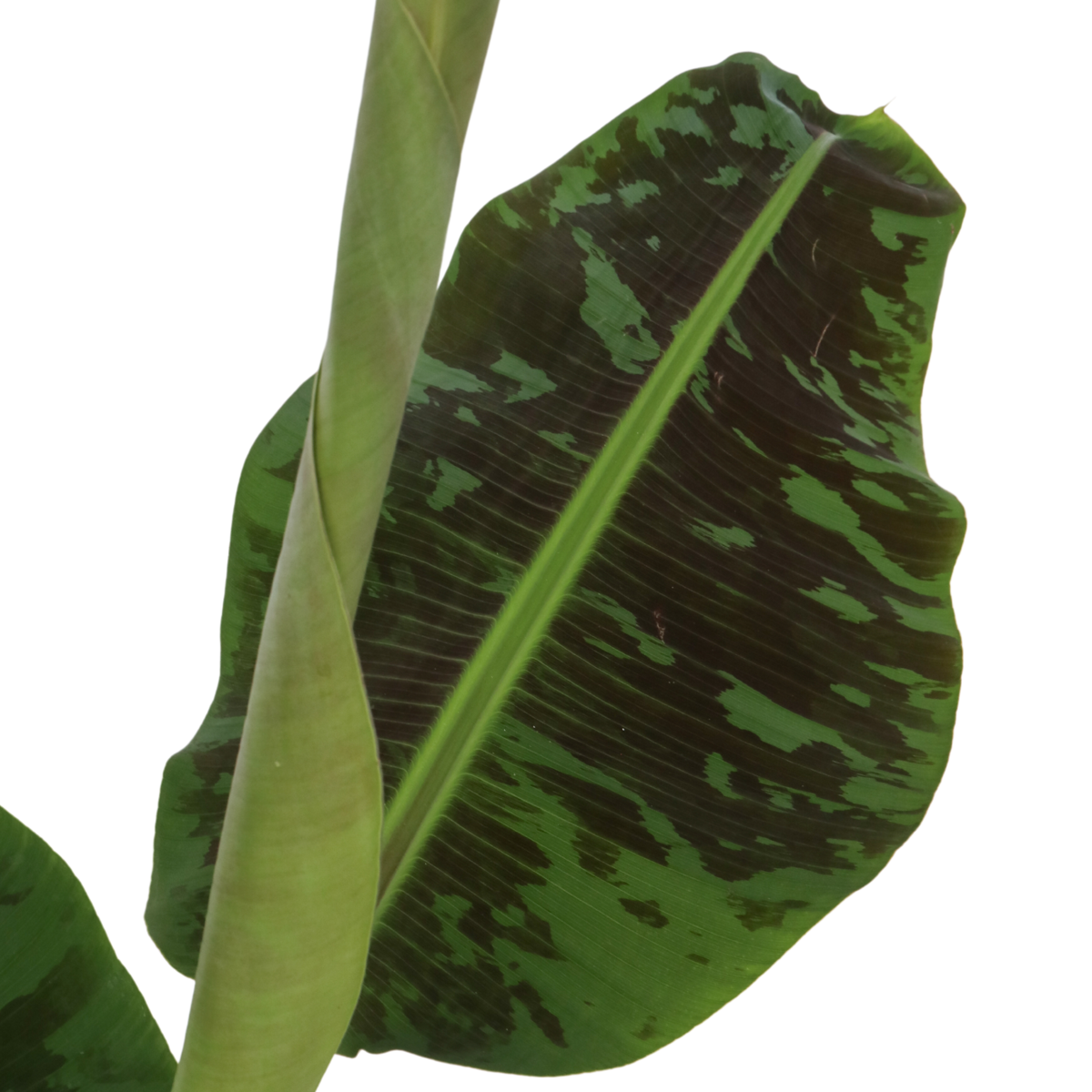 Other Green Houseplants Bananenpflanze - Musa 'Dwarf Cavendish' - Höhe 90-100Cm - ⌀21Cm