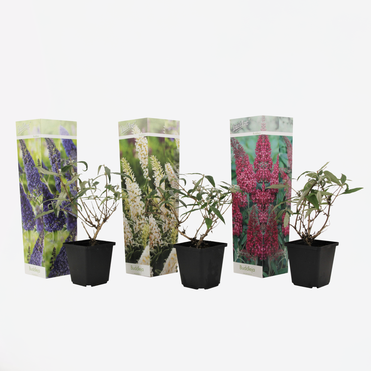 Buddleja Shrubs Schmetterlingsfliedern - 3 Stk - Buddleja Davidii - Höhe 25-40Cm - ⌀9Cm