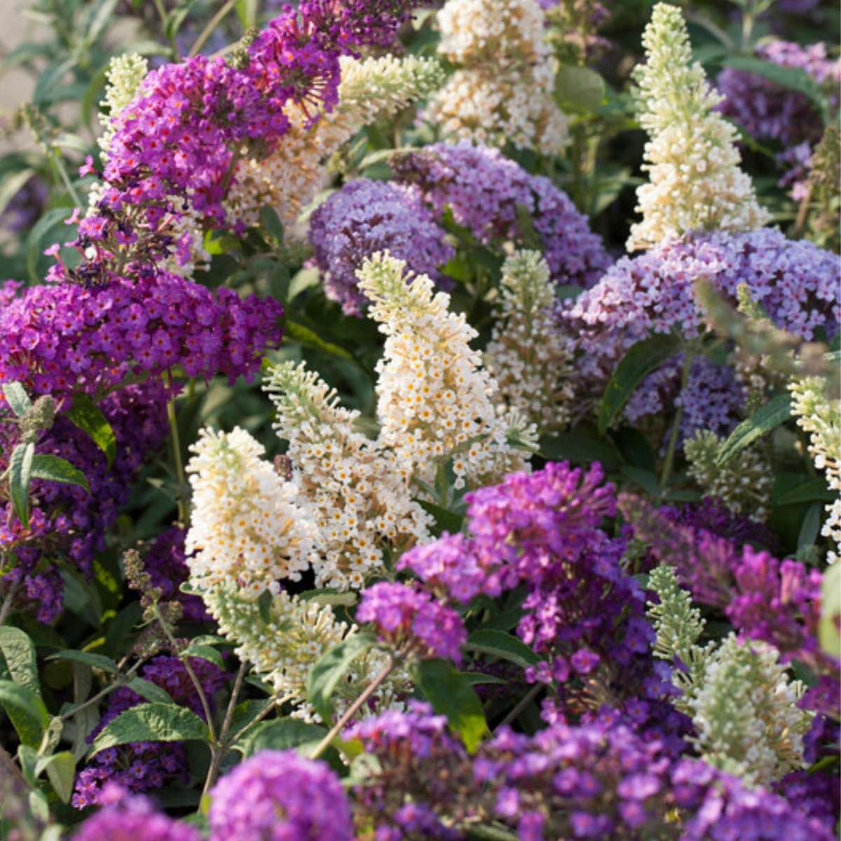 Buddleja Shrubs Schmetterlingsfliedern - 3 Stk - Buddleja Davidii - Höhe 25-40Cm - ⌀9Cm