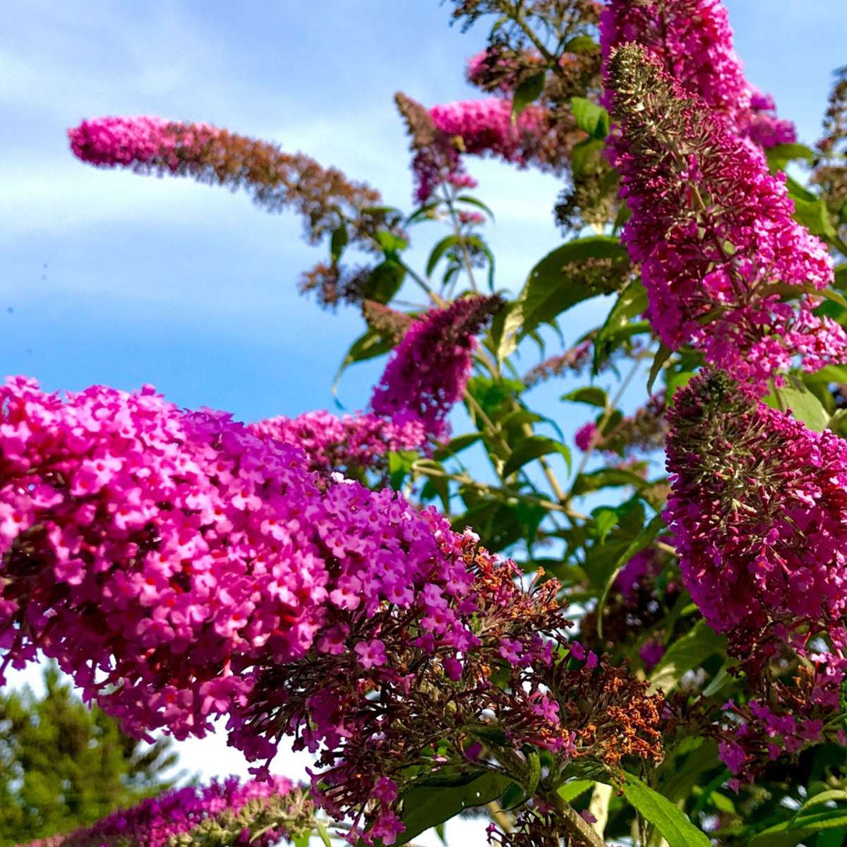 Buddleja Shrubs Schmetterlingsfliedern - 3 Stk - Buddleja Davidii - Höhe 25-40Cm - ⌀9Cm