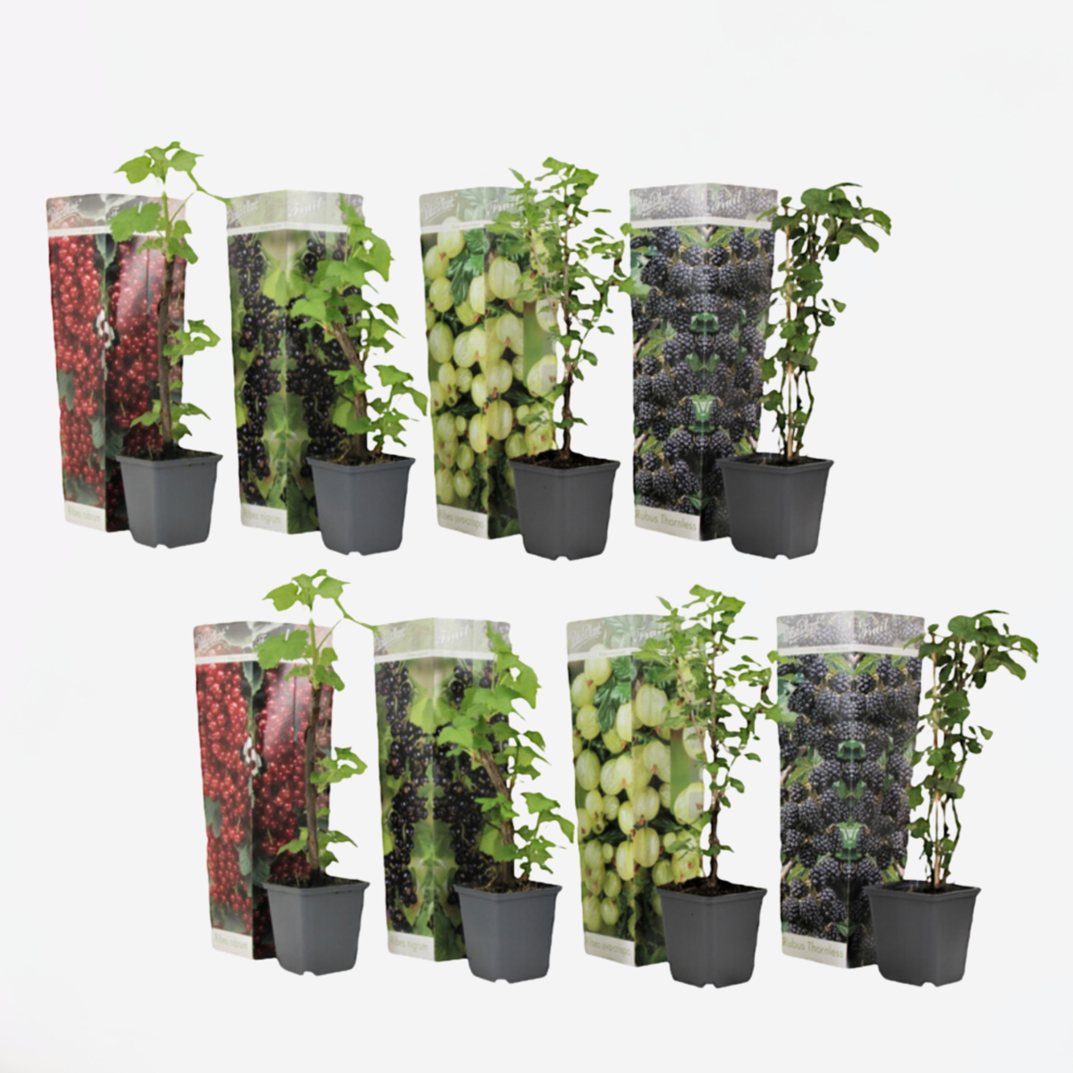 Fruit Trees Beerenpflanzen - 8 Stk - Rubus, Rubrum, Uva, Fructosus - Höhe 25-40Cm - ⌀9Cm