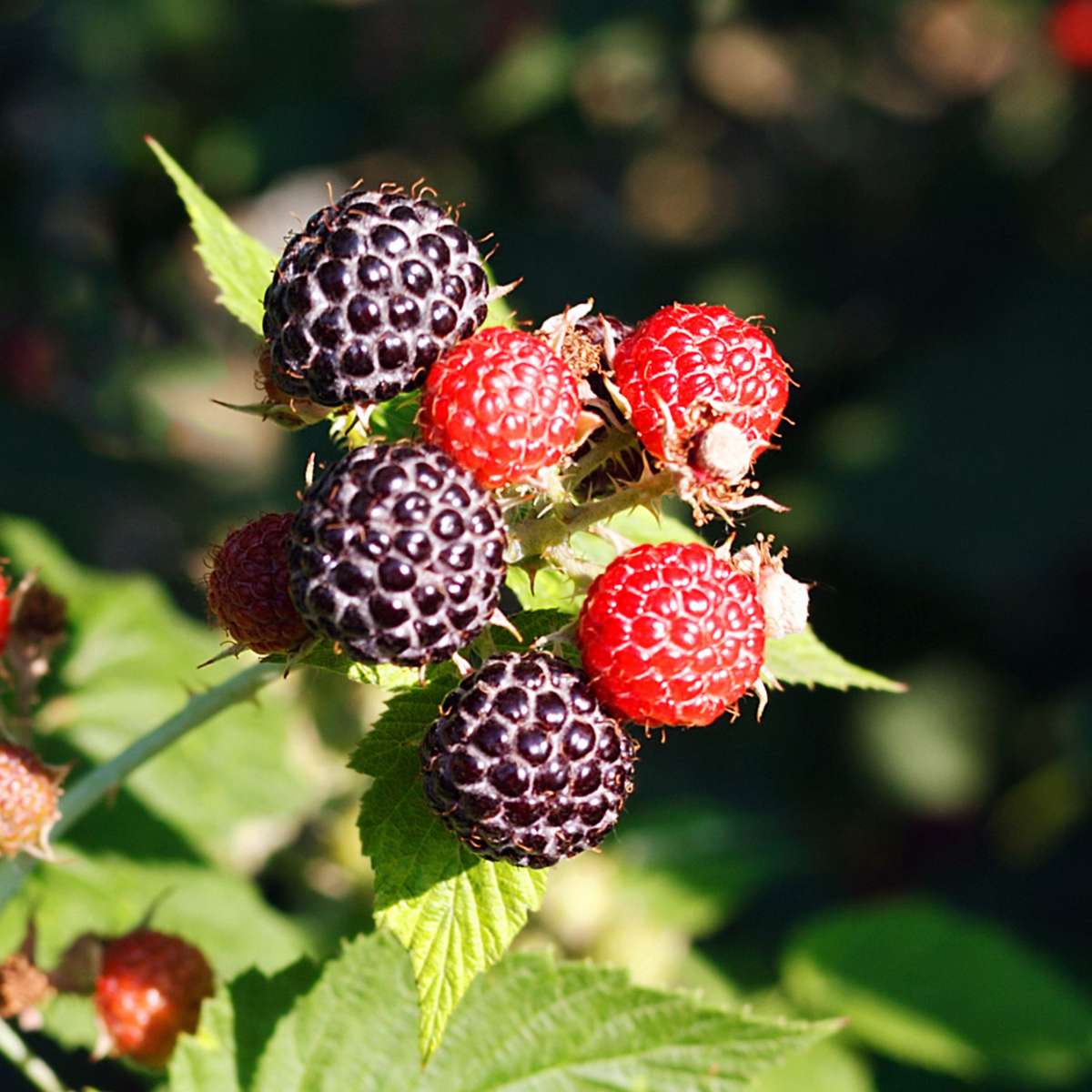 Fruit Trees Beerenpflanzen - 8 Stk - Rubus, Rubrum, Uva, Fructosus - Höhe 25-40Cm - ⌀9Cm