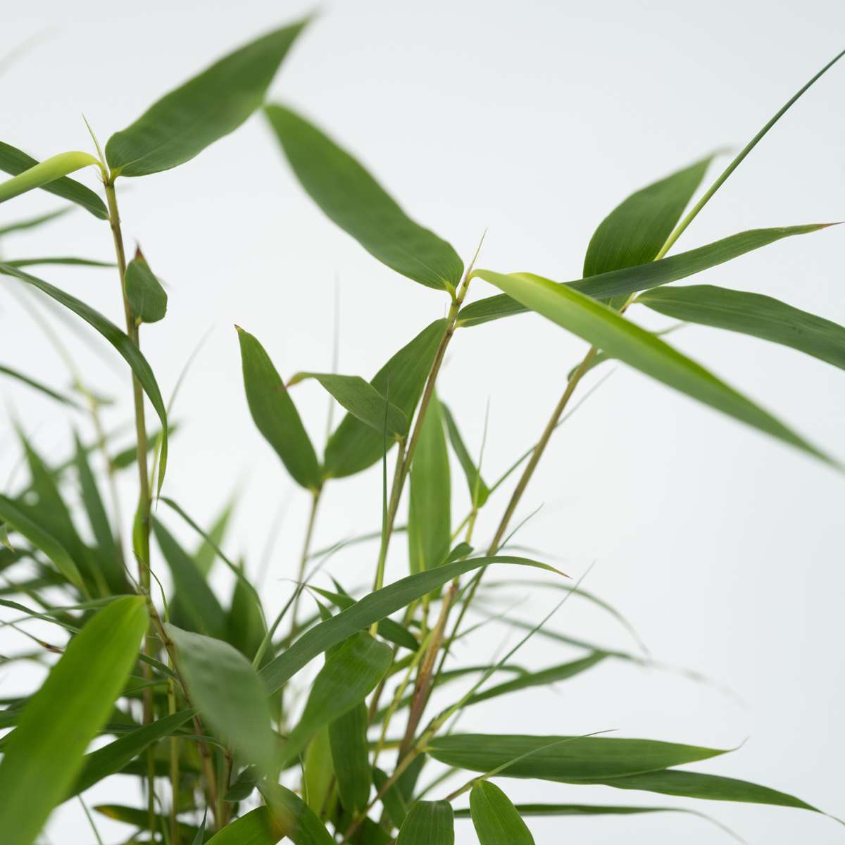 Bamboo Shrubs Bambus - 3 Stk - Fargesia Scabrida 'Asian Wonder' - Höhe 25-40Cm - ⌀13Cm