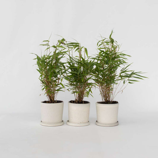 Bamboo Shrubs Bambus - 3 Stk - Fargesia Rufa - Höhe 25-40Cm - ⌀13Cm