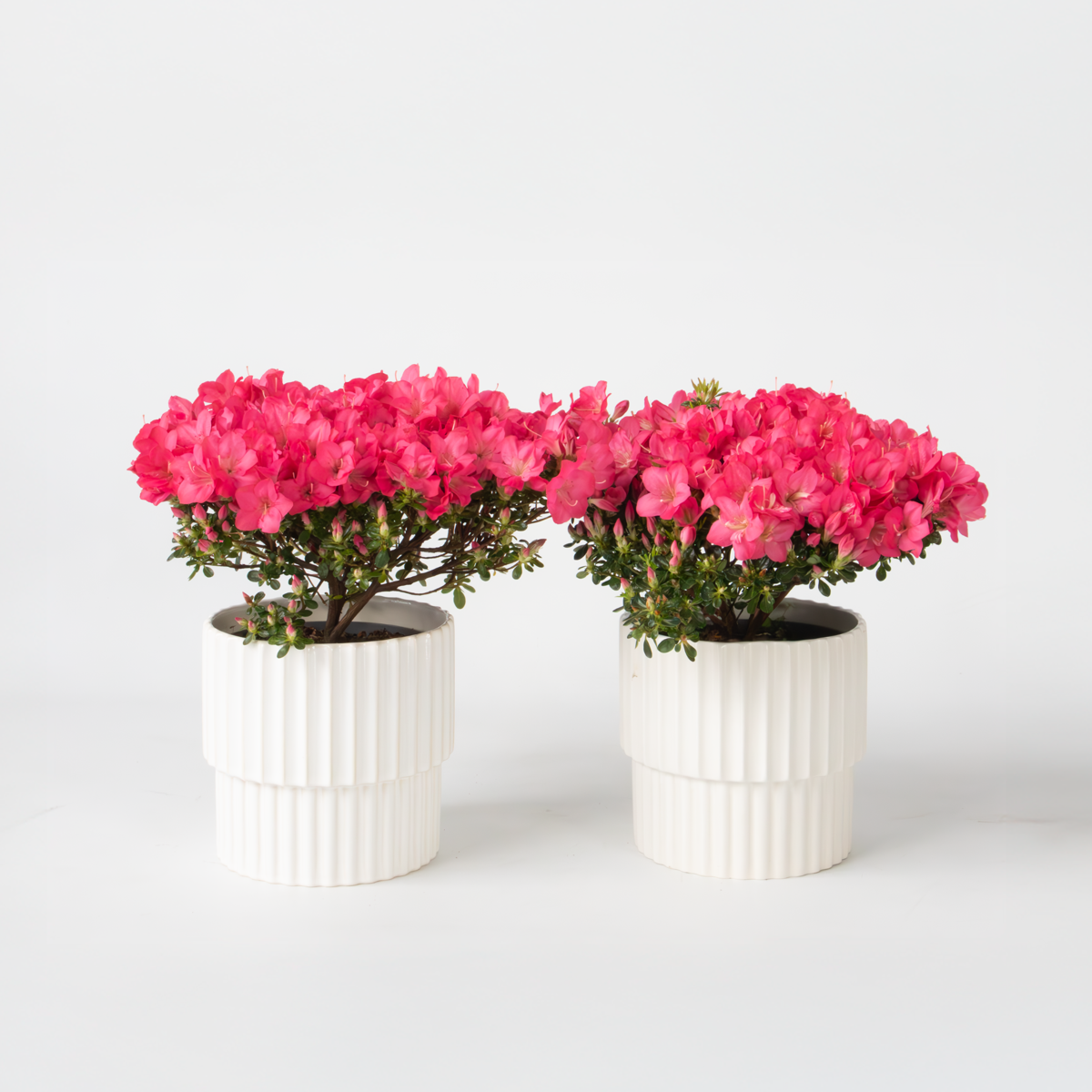 Rhododendron Azalee - 2 Stk - Rhododendron Azalea 'Anouk' - Höhe 25-40Cm - ⌀17Cm