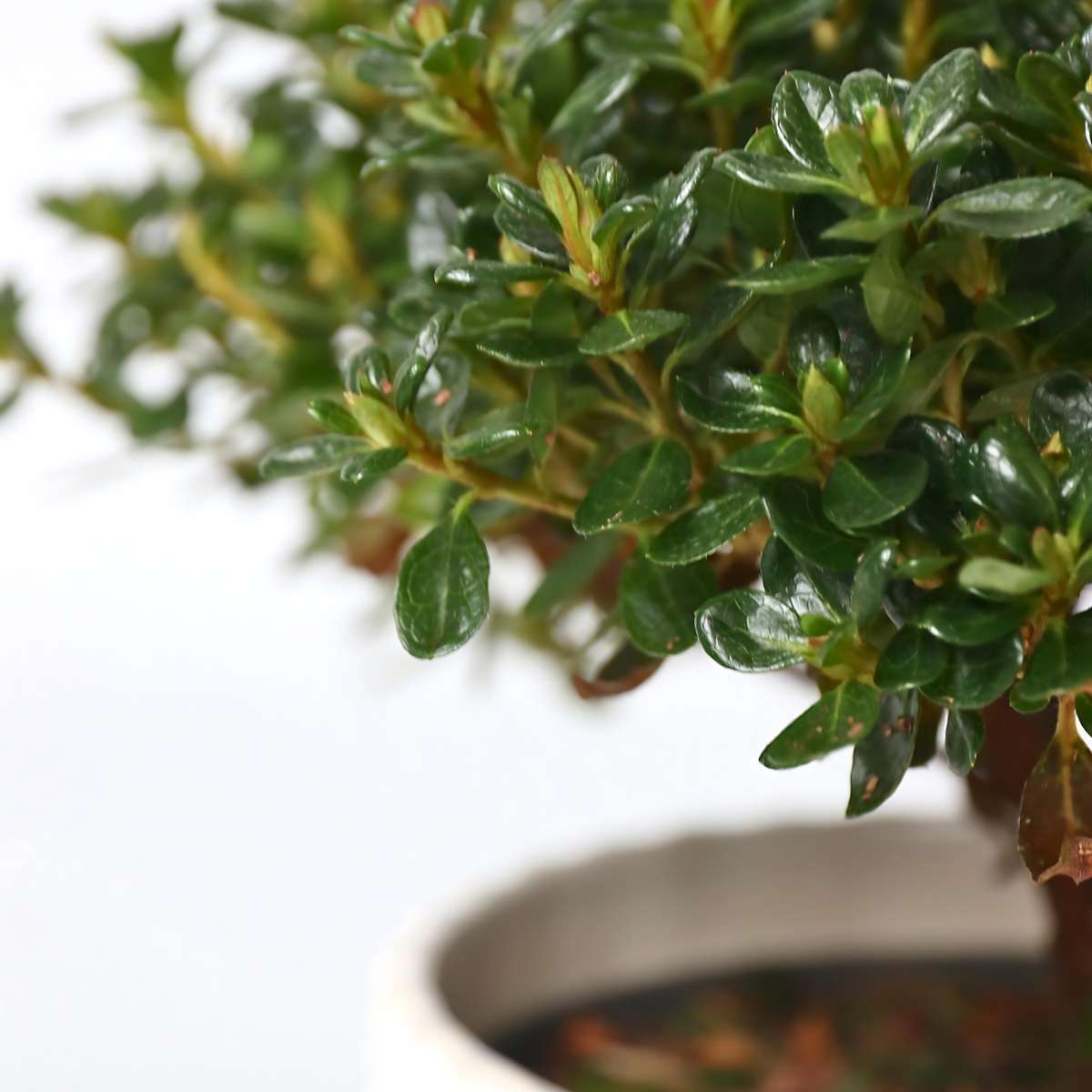 Rhododendron Azalee - 2 Stk - Rhododendron Azalea 'Anouk' - Höhe 25-40Cm - ⌀17Cm