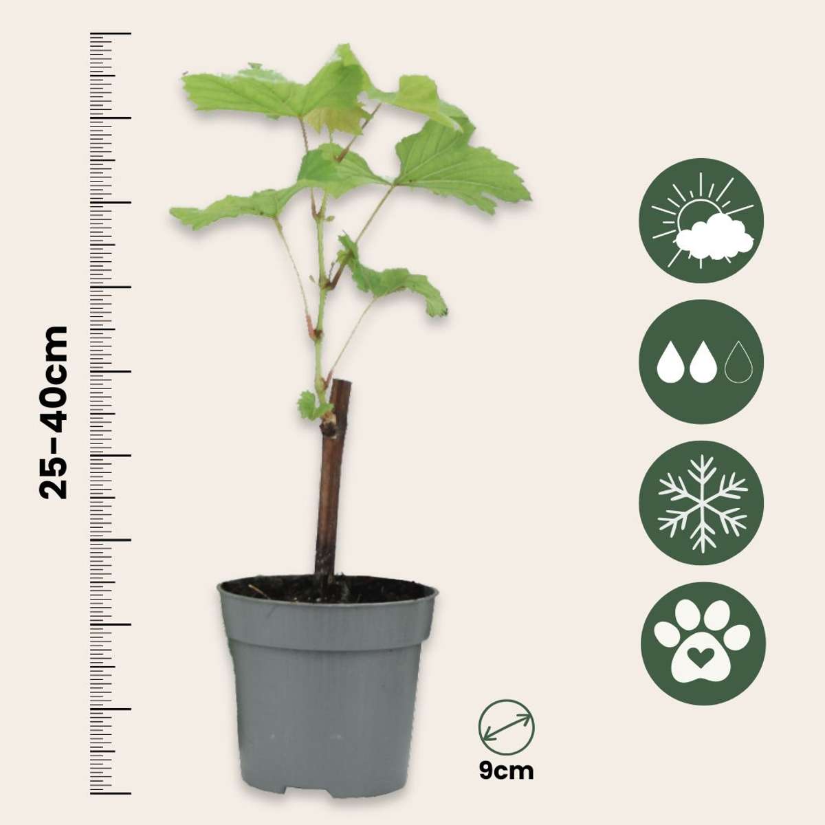 Fruit Trees Traubenpflanze - 6 Stk - Vitis Vinifera - Höhe 25-40Cm - ⌀9Cm