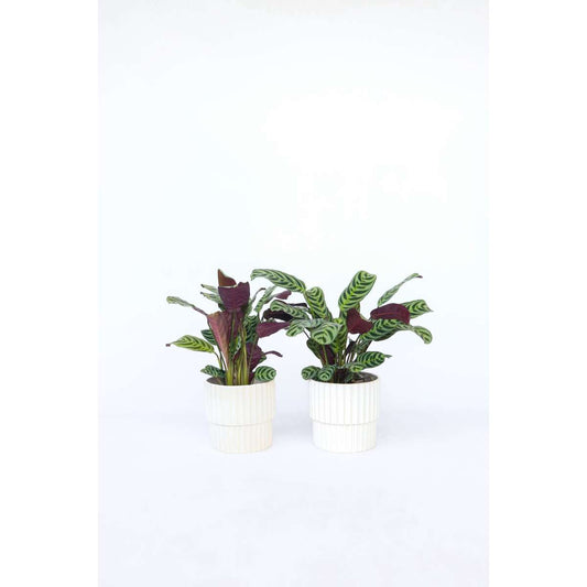 Ctenanthe Marante - 4 Stk - Ctenanthe 'Burle-Marxii' - Höhe 25-40Cm - ⌀12Cm