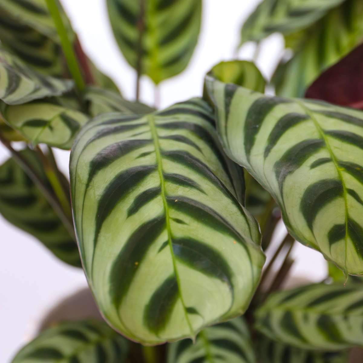 Ctenanthe Marante - 2 Stk - Ctenanthe 'Burle-Marxii' - Höhe 25-40Cm - ⌀12Cm