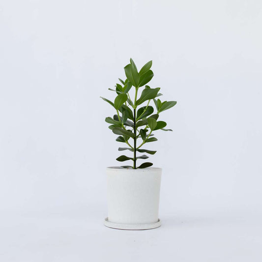 Clusia Balsamapfel - Clusia Rosea 'Princess' - Höhe 50-60Cm - ⌀17Cm