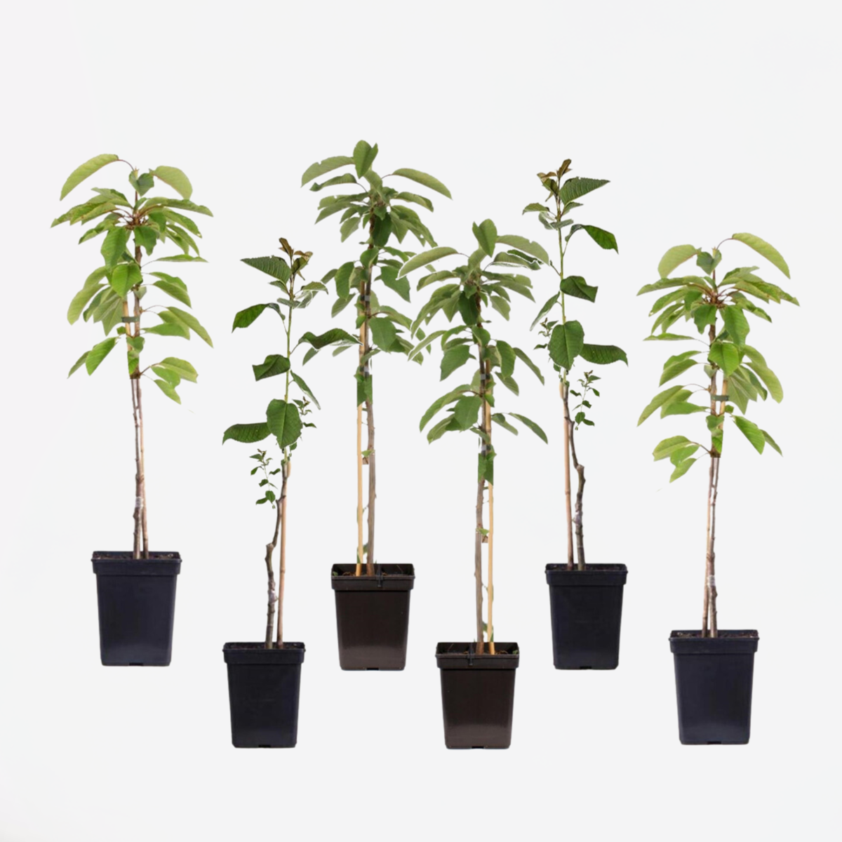 Fruit Trees Apfelbäume - 6 Stk - Malus - Höhe 60-70Cm - ⌀9Cm