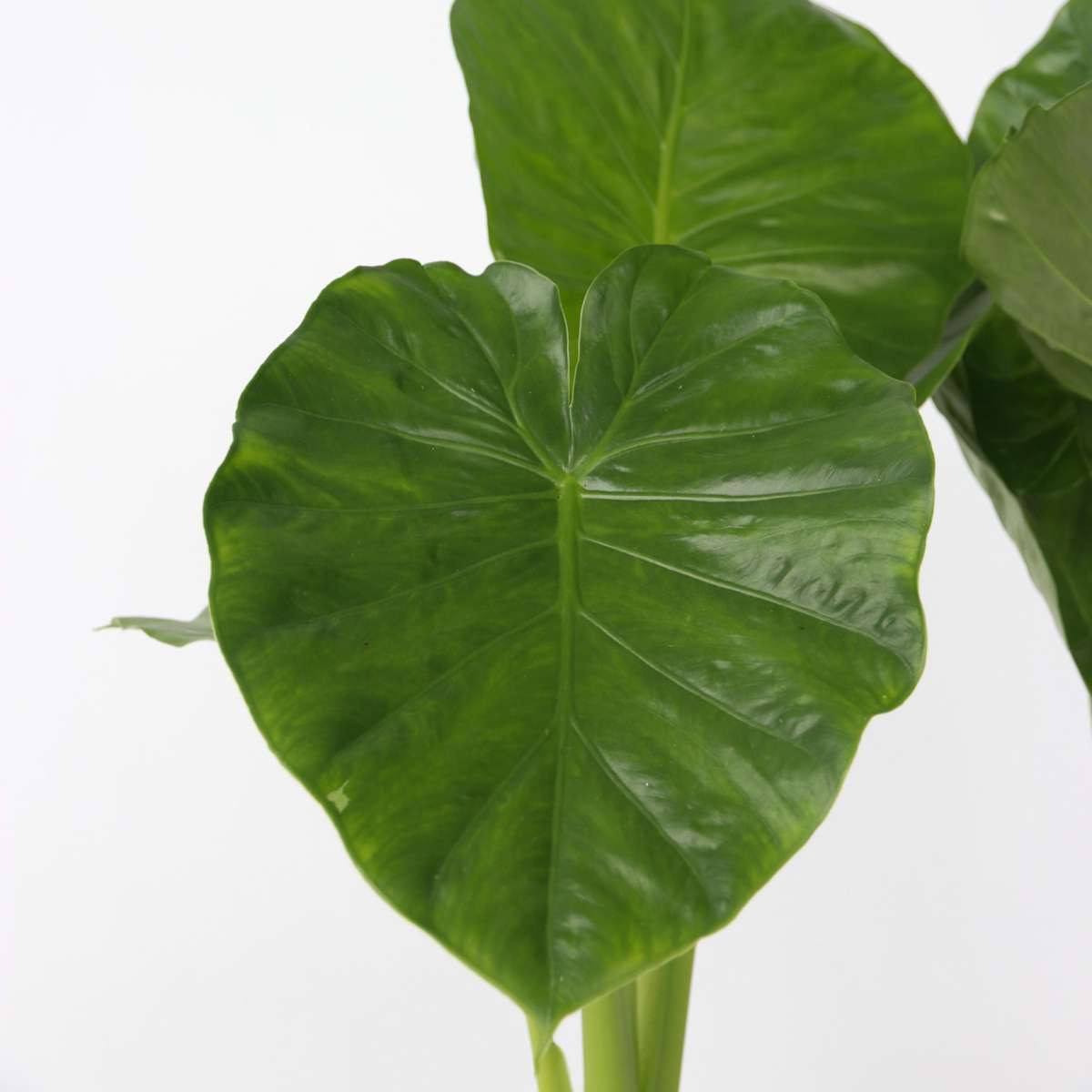 Alocasia Alokasie - Alocasia 'Odora' - Höhe 55-75Cm - ⌀17Cm
