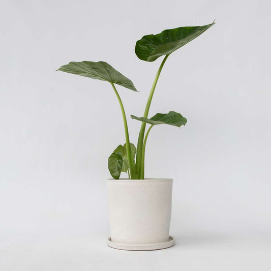 Alocasia Alokasie - Alocasia 'Macrorrhizos' - Höhe 60-70Cm - ⌀17Cm