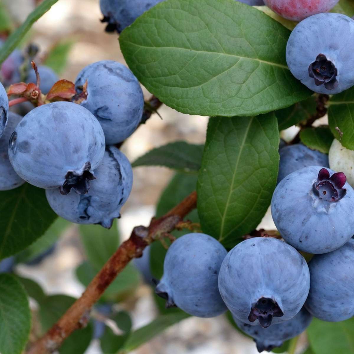 Fruit Trees Blaubeere - 3 Stk - Vaccinium Corymbosum 'Sunshine Blue' - Höhe 25-40Cm - ⌀9Cm
