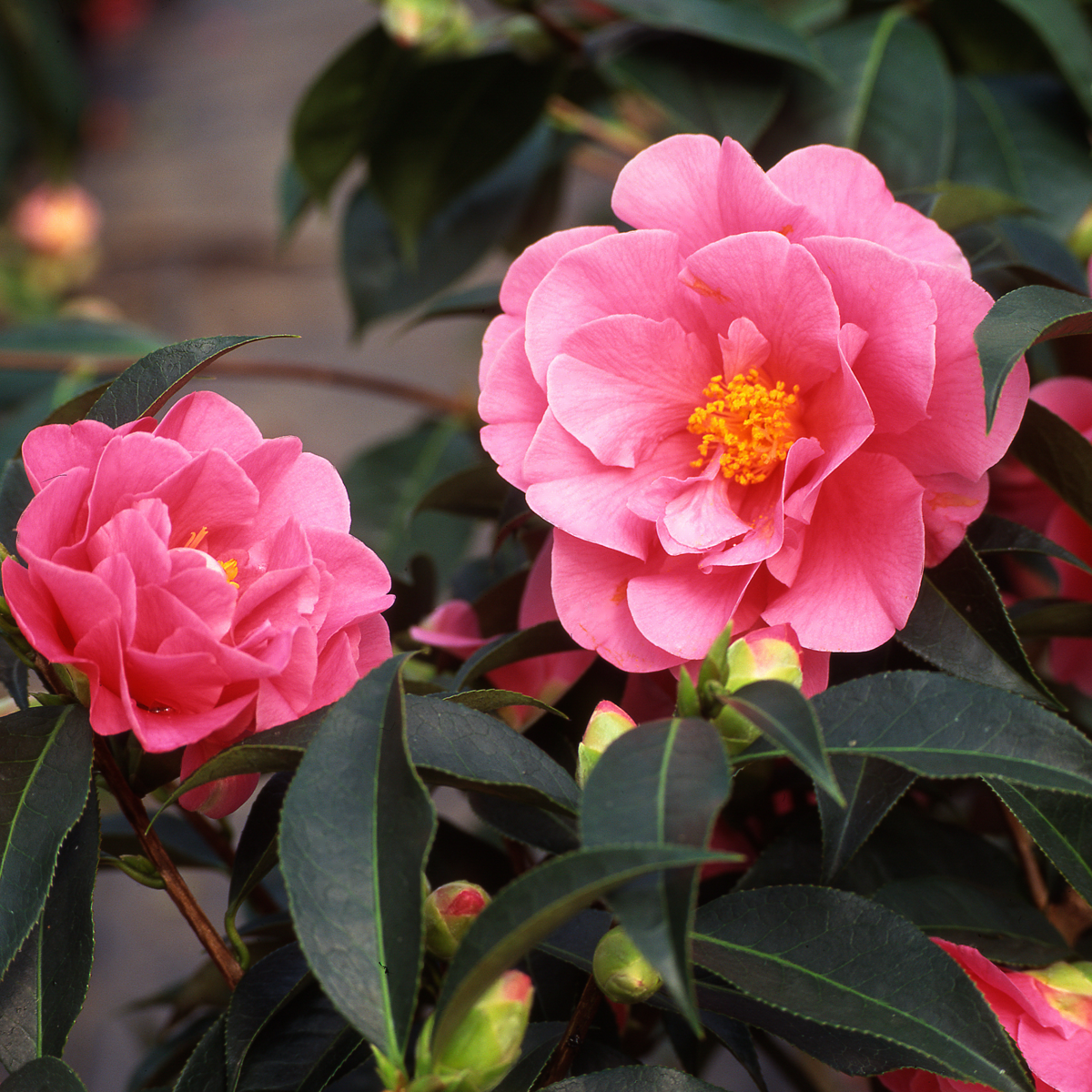 Roses Japanische Rose - 3 Stk - Camellia Japonica 'Bonomiana' - Höhe 25-40Cm - ⌀9Cm
