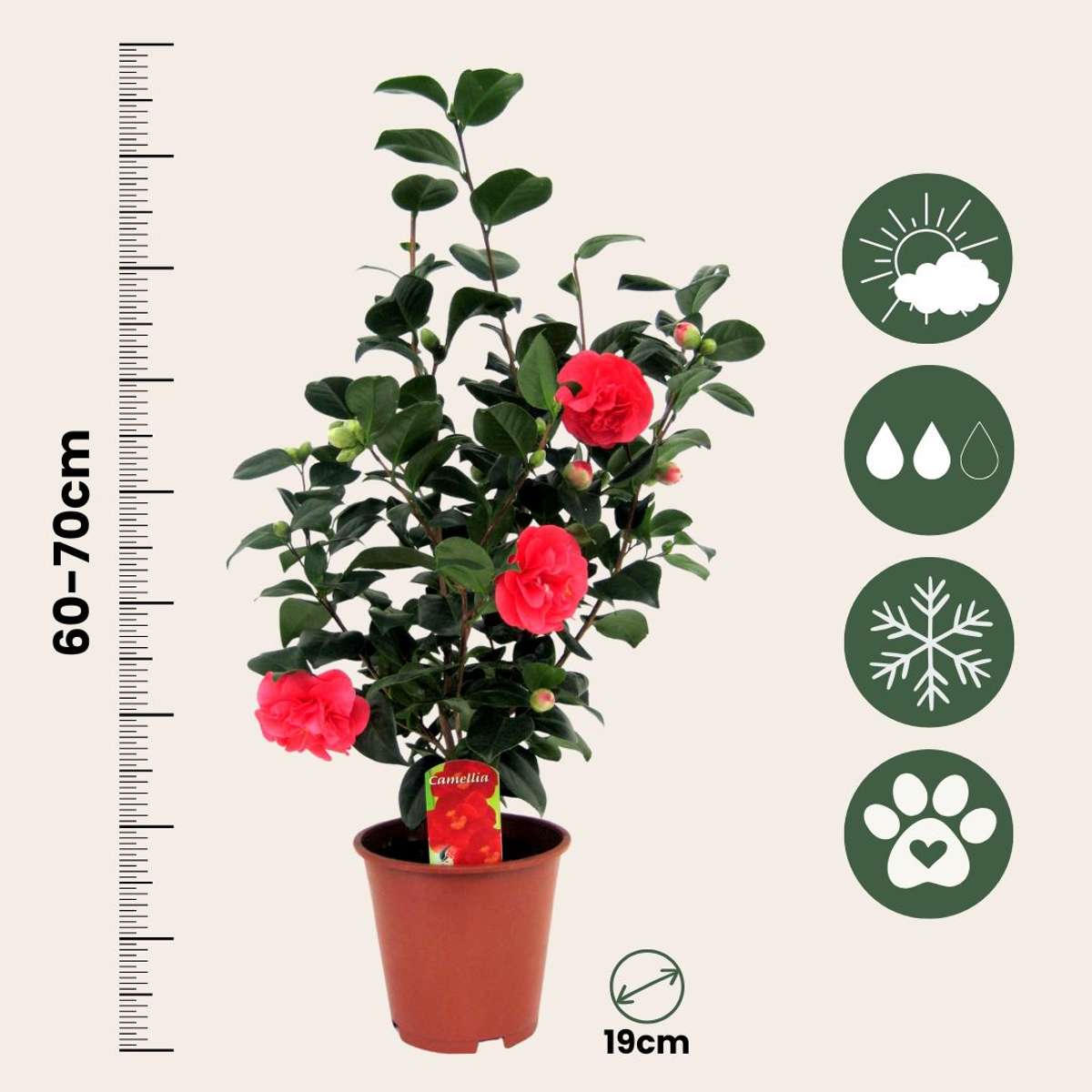 Roses Japanische Rose - Camellia Japonica 'Lady Campbell' - Höhe 60-70Cm - ⌀19Cm