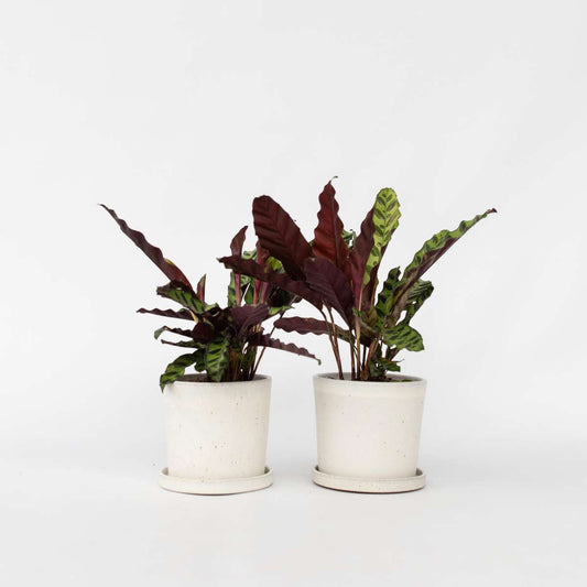 Other Green Houseplants Korbmarante - 2 Stk - Goeppertia Insignis - Höhe 30-40Cm - ⌀12Cm