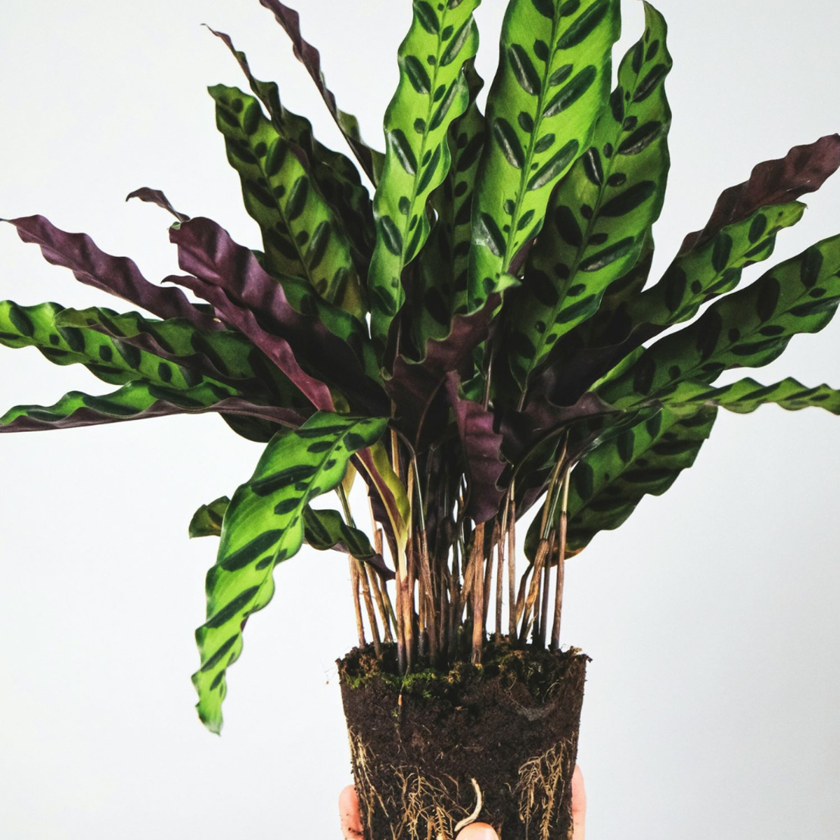 Calathea Korbmarante - Goeppertia Insignis - Höhe 30-40Cm - ⌀12Cm